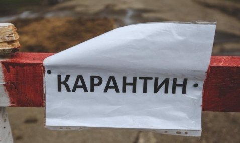 В городском округе Кашира снова установлен карантин по бешенству животных