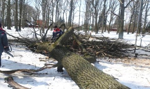 Масштабная вырубка аварийных деревьев и сорной поросли планируется в парках Каширы и Ожерелья