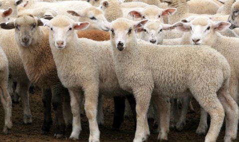 Кашира оказалась в буферной зоне вакцинации из-за распространения оспы овец и коз