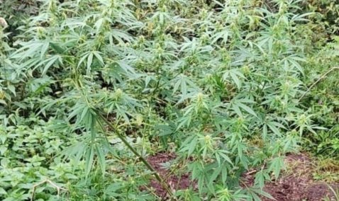 Каширские полицейские уничтожили 21 куст дикорастущей конопли