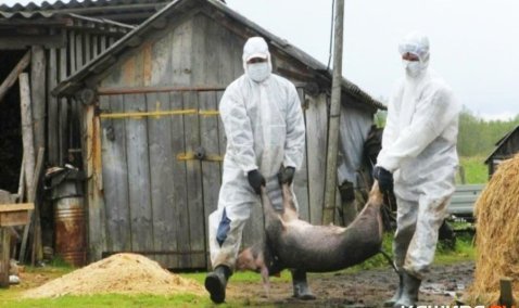 У владельца подсобного хозяйства в д.Терново-1 изымут животных и продукты животноводства для дальнейшего уничтожения