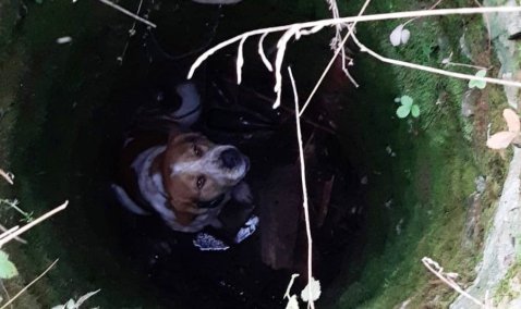 В Кашире хозяева организовали спасение провалившейся в колодец собаки