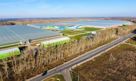 Каширские теплицы могут обеспечить потребность региона в овощах