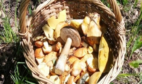 Каширу в этом году ждет «грибная волна»