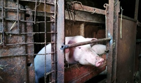 Животноводческий комплекс введен в эксплуатацию в городском округе Кашира