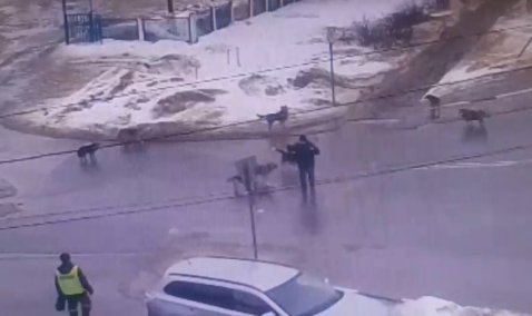 Стая бездомных собак бросается на людей возле рынка в Кашире-1