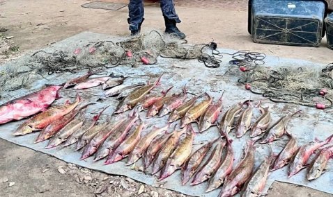 В Кашире задержали четверых браконьеров, ловивших сетями стерлядь из Оки