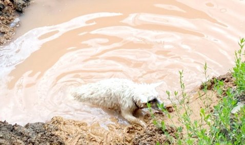 Провалившуюся в канаву собаку спасли на станции Кашира