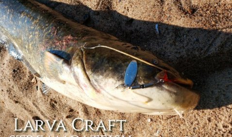 18-килограммового сома выловили из Оки в Кашире