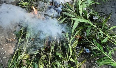 Более 20 кустов конопли уничтожили каширские полицейские по итогам операции «МАК-2021»