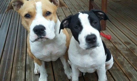 Волонтеры в Кашире разработали специальное приложение для поиска пропавших животных