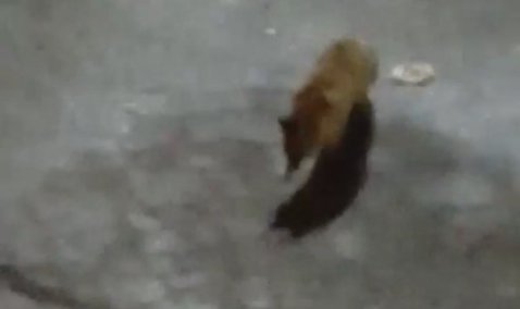 Жители Каширы-2 подкармливают гуляющую по дворам лису