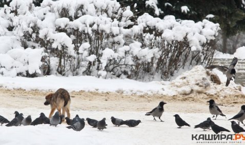 Карантин по бешенству отменен в нескольких Каширских деревнях
