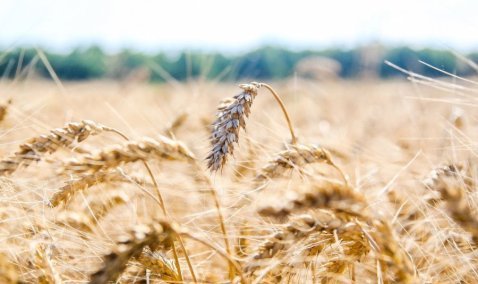 Почти треть объема урожая собрали аграрии в Кашире