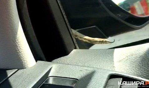 Столичный водитель сделал вынужденную остановку на трассе в Кашире, обнаружив в машине змею