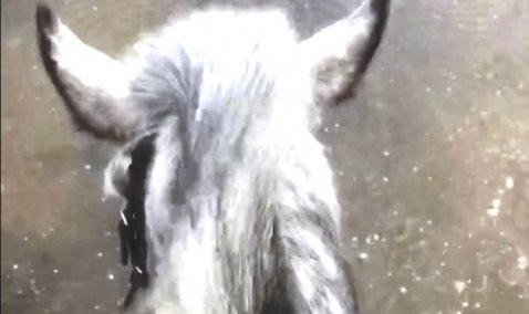 Каширянка преодолевает лужи на тротуарах верхом на коне