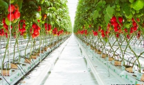 Открытие 4-й четвертой очереди теплиц в Кашире позволит выйти на полную самообеспеченность овощами в концу года