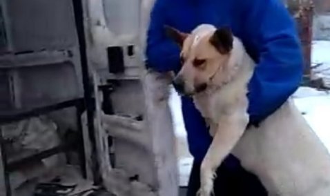 В Кашире расторгли договор с организацией по отлову животных