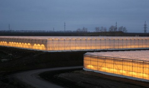 Больше света и овощей: энергетическая мощность каширских теплиц возросла до 153 мегаватт
