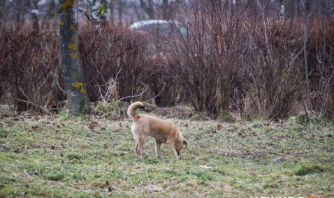 Собаку с подозрением на бешенство выявили в Кашире-1