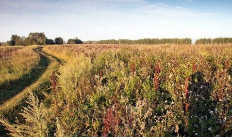 Собственнику земли в Кашире выписали почти полумиллионный штраф «за ивы и березки»