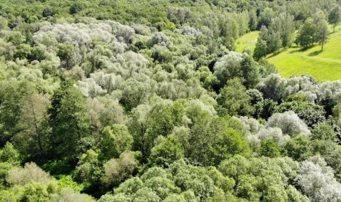 Повышенный класс пожарной опасности введен в каширских лесах