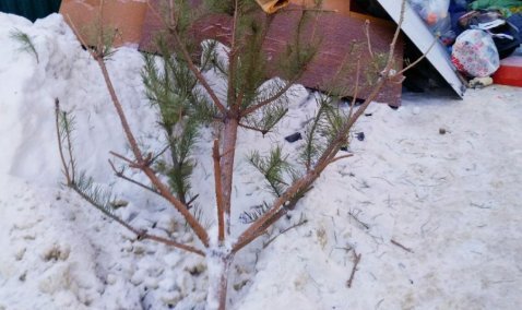 Две централизованных точки для утилизации елок открыли в Кашире