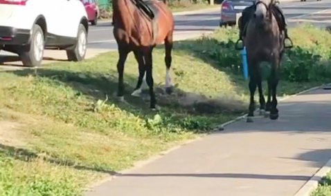 Вольная «прогулка»: на выходных по Кашире бегали лошади, едва не угодив под колеса автомобиля