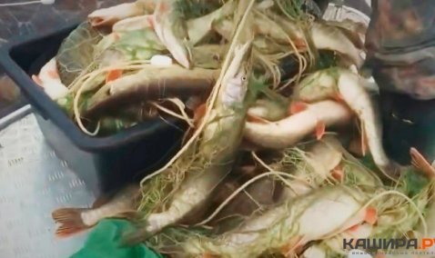 Задержаны браконьеры, незаконно выловившие из Оки более 150 кг рыбы