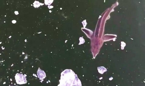 Начало подледного лова на Оке: в районе Каширы активничает стерлядь