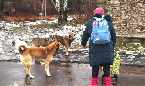 В канун Нового года в городском округе Кашира сняли карантин по бешенству животных