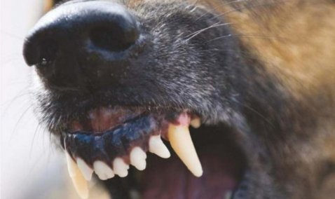 Бродячий пес напал на семью в Кашире-3 в их собственной квартире