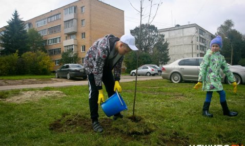 24 участка определены под акцию «Наш лес» в Кашире
