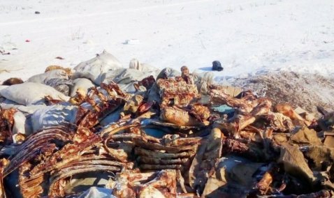 Жители деревни Ледово обнаружили открытый скотомогильник с останками животных