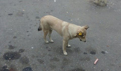 В Кашире устроят массовое чипирование животных