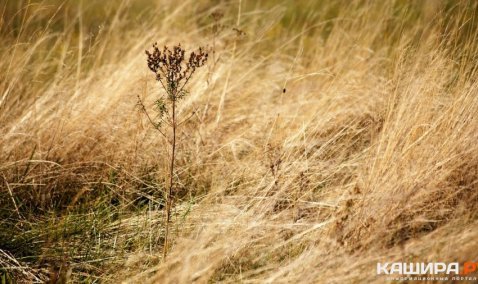 В Кашире продолжают штрафовать арендаторов земель – теперь на 400 тысяч рублей