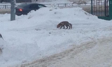 Жители Зендиково опасаются скитающуюся по поселку лису