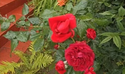 Мужчина решил порадовать даму, вырвав розы с клумбы у магазина в Кашире-2