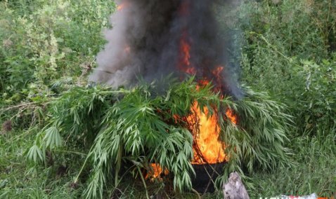 В Кашире уничтожили более 100 растений дикорастущей конопли