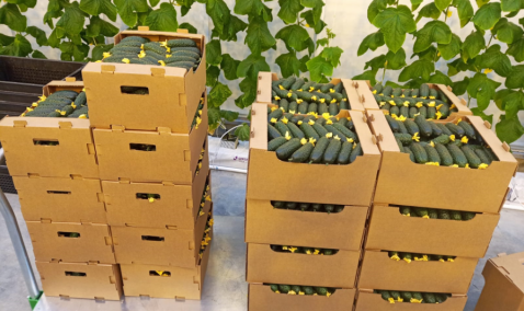 Благодаря «Агрокультуре Групп» Московская область удерживает 2 место в России по производству тепличных овощей