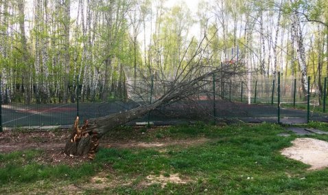 Ветреный май: в Кашире стихия валит деревья на строения