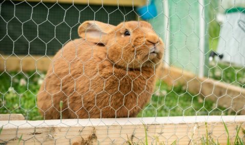 Подозрение на бешенство кролика выявили в Кашире