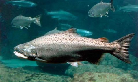 До 5 тысяч тонн лосося будут выращивать на новом заводе в Кашире