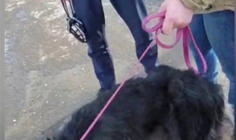 Зоозащитники в Кашире сняли на видео попытку забрать у хозяев на передержку истощенную собаку