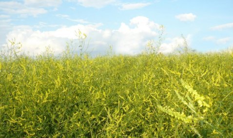 Собственнику участка в Кашире назначили обязательные работы за ненадлежащее содержание земли