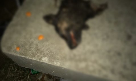 Жителей Каширы шокировала отрубленная голова собаки, обнаруженная возле «Дома пионеров»