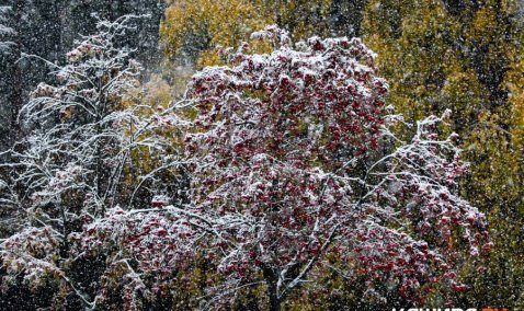 Кашира стала рекордсменом Подмосковья по количеству выпавшего снега