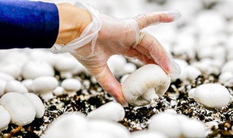 Специалисты «Росконтроля» высоко оценили качество шампиньонов, выращенных «Национальной грибной компанией Кашира»