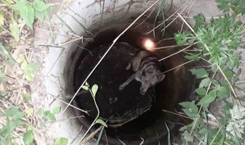 Каширские спасатели вызволили собаку, провалившуюся в канализационный колодец