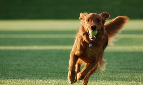 Специализированная площадка для выгула собак появится в этом году в Каширском городском парке
